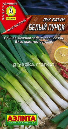 Лук на зелень Белый пучок  Аэлита