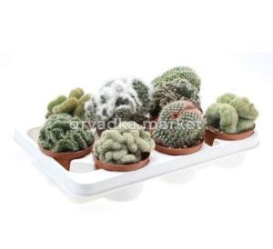 Кактус Кристаат Микс С10,5 Н15