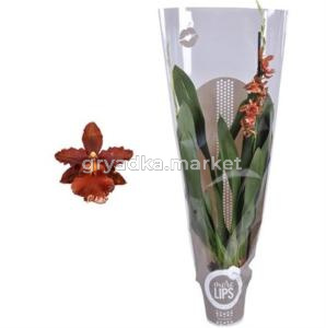 Одонтоглоссум Микс 1-й рукав темно-серого цвета 12см