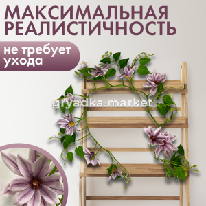 клематисфи3