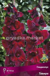 Гладиолус крупноцветковый Тавира (бархатисто-красный с темным бордовым краем, 5шт, 12-14)