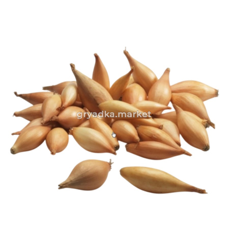 Лук-севок Бамбергер (Олина) 14-21-25кг 