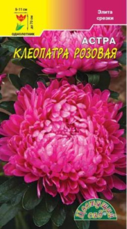 Астра Клеопатра Розовая Цвет.сад.