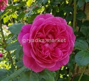 Скриншот 14-04-2026 143225