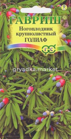 Ногоплодник Голиаф ,круглолистный 3шт Гавриш