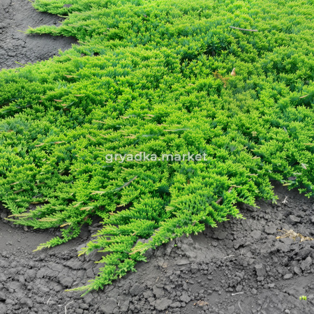 Можжевельник горизонтальный Принц оф Уэльс C 7,5 30-40 1