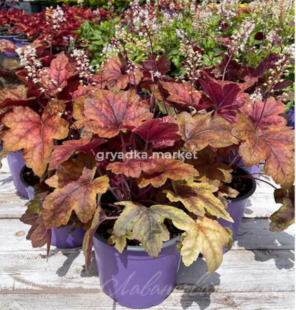 Гейхерелла 