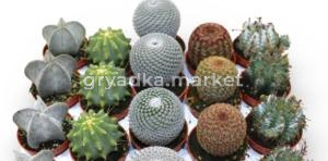 Кактус Бильбао микс С5,5 Н12