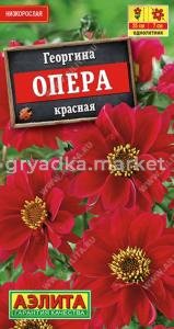 Георгина Опера красная ---   Одн