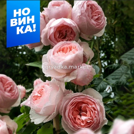 Роза Ля роз оптимист 1шт чайно-гибридная (Сем Алт)