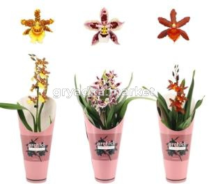 Камбрия 1ствол Микс Орхидея Коллекцион Подковер 12см