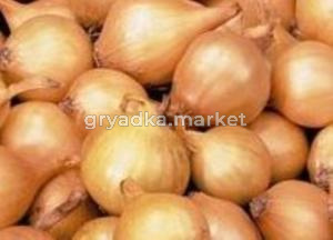 Лук-севок Свифт 10-21 ОЗИМЫЙ 20кг Чувашия