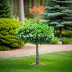 Сосна горная Грюн Вилле 1