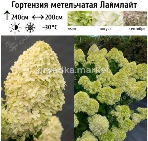 Гортензия метельчатая Лаймлайт С5 (Самарский Питомник)