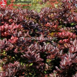 Барбарис Тунберга Кармен С3 СП