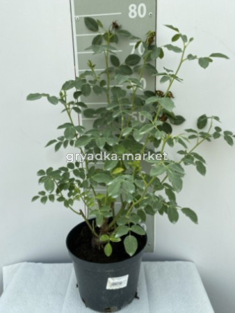 Роза английская Грехам Томас v5 Lav