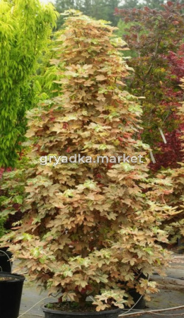 Скриншот 21-04-2026 105613