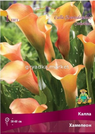 Калла Хамелеон 1шт 14-16