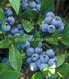 Голубика Норткантри С3 (Питомник Чернова)