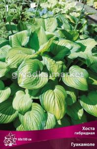 Хоста гибридная Гуакамоле 1шт.