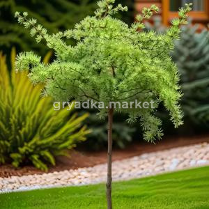 Лиственница кемпфера Диана  C26 Шт 120 1