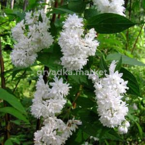 Дейция великолепная