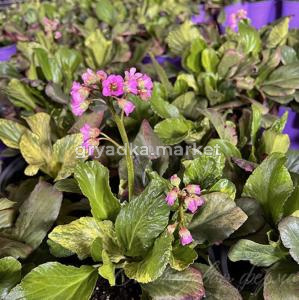 Бадан сердцелистный 