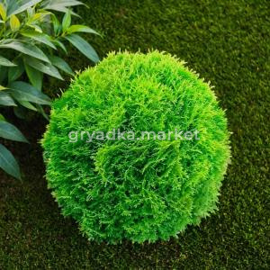 Туя западная Хозери B 40-50 1