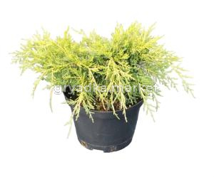 Можжевельник пфитцера Олд Голд (Juniperus pfitzer. Old Gold С3)