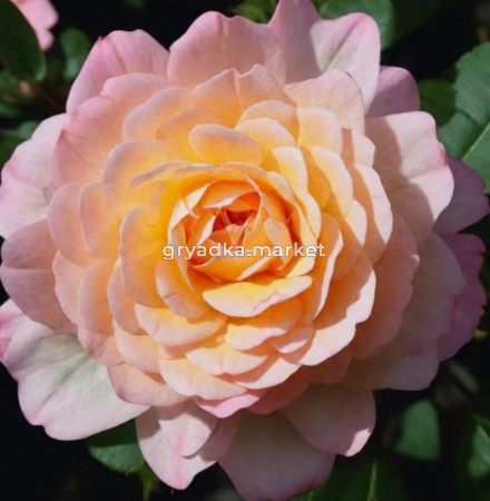 Роза бордюрная Пич Клементина v5 Lav