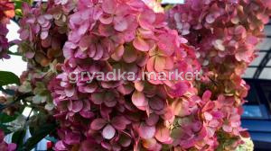 самарская лидия