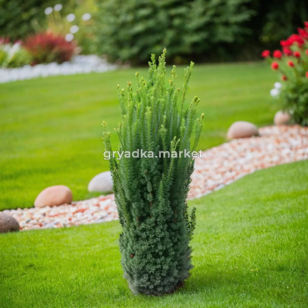 Тис средний Хилл C5 1