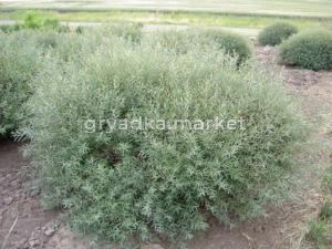 Ива пурпурная Нана с3 (Никитенко)