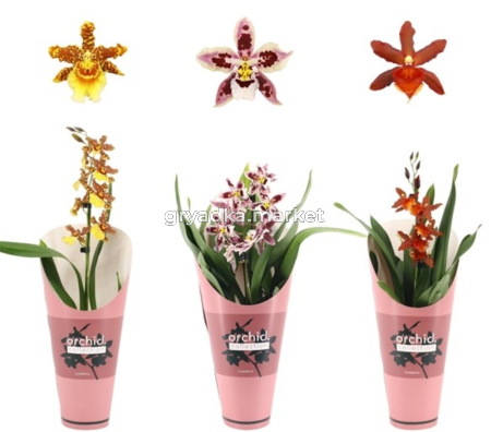 Камбрия 1ствол Микс Орхидея Коллекцион Подковер 12см