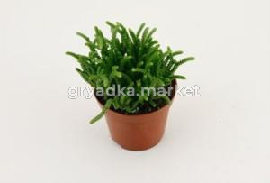 Крассула Ликоподиоидная 10,5см