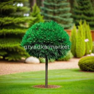 мопс на штамбе 1