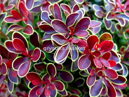 Барбарис Тунберга (Berberis thunbergii Golden Ring) C-12 Н70-90 В40-60