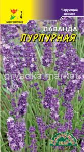 Лаванда Пурпурный ковер 5шт Мн 40см (Цвет сад)