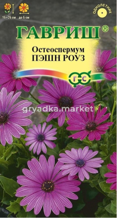 Остеоспермум Пэшн роуз 3шт (Гавриш)