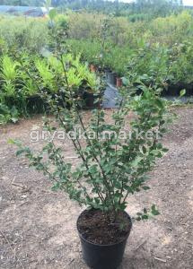 Кизильник блестящий с3