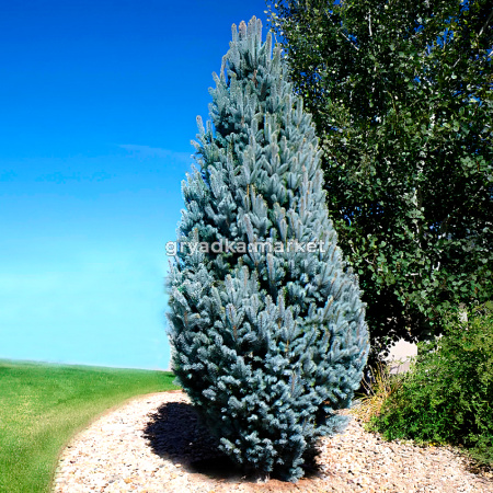 Ель колючая Изели Фастигиата C20 1