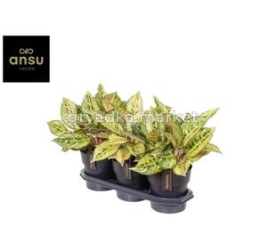 Aglaonema Mix Exclusive