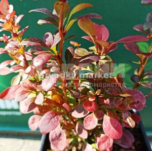 Барбарис тунберга Ред Рокет v2 Lav