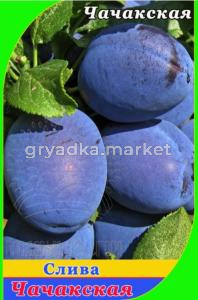 Слива Чачакская ранняя (V13) (ПДИ) (Питомник Плодовый Дом)