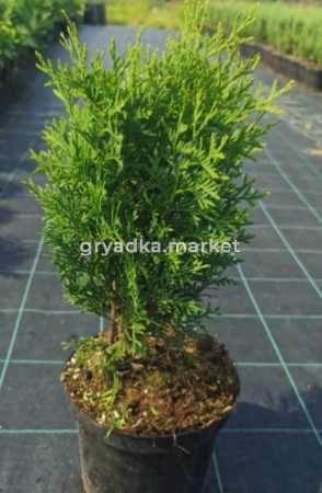 Туя западная Колумна H60 С3 (Монблан)