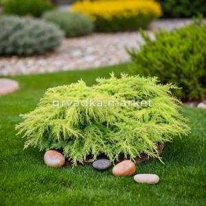 Можжевельник Пфитцера Олд Голд C5 1