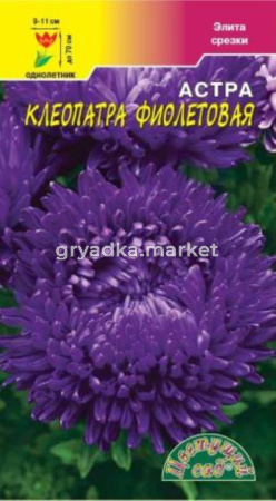 Астра Клеопатра Фиолетовая Цвет.сад.