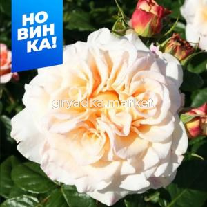 Роза Комтесса 1шт чайно-гибридная (Сем Алт)