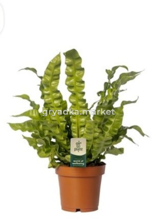 Асплениум Криспи Вейв С12 Н25