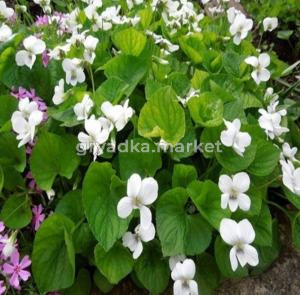 Фиалка мотыльковая Albiflora, С3